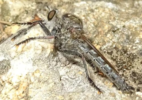 Machimus fimbriatus